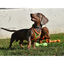 Nayeco X-TRM Neo Verde arnés para perros, , large indicador imagen numero 2